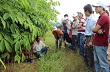 Kết quả trồng mới cao su tại 3 CTCS tại tỉnh Ratanakiri (Campuchia): Khả quan